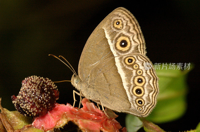 黑Brand Bush Brown - Mycalesis mineus(新加坡蝴蝶)